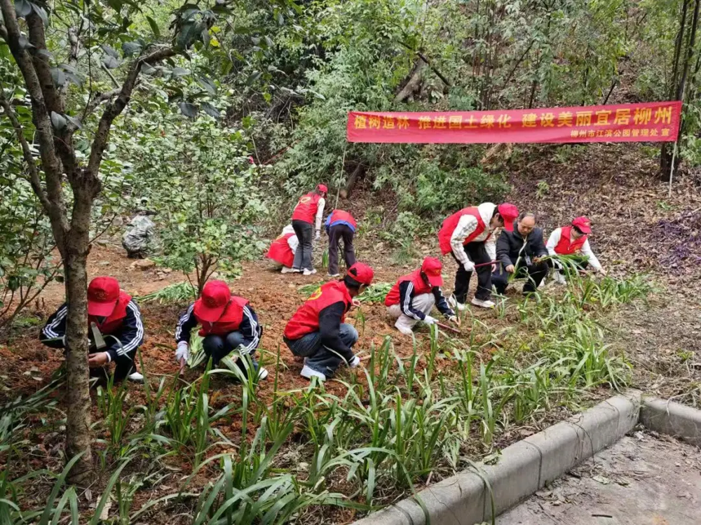 志愿者们在柳州白岩山种下鸭脚木、鸢尾绿植6000余株
